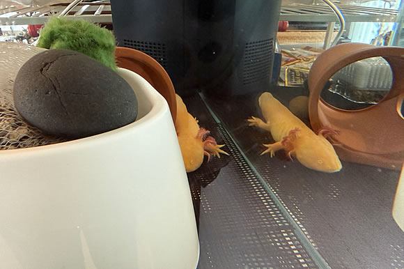 ペットのウーパールーパーさん